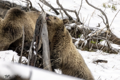 Snow and Cubs YNP May 2025